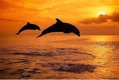 SE种田RPG《Harvestella》 现已在NS平台开启预购