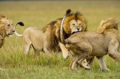 《命运2》Bungie30周年纪念包不支持跨平台存档